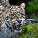 slides/_MG_4501.jpg wildlife, feline, big cat, cat, predator, fur, spot, persian, leopard, eye, fang WBCS10 - Persian Leopard
